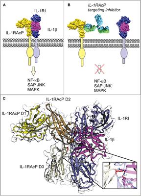 Characterization and Validation of Arg286 Residue of IL-1RAcP as a Potential Drug Target for Osteoarthritis